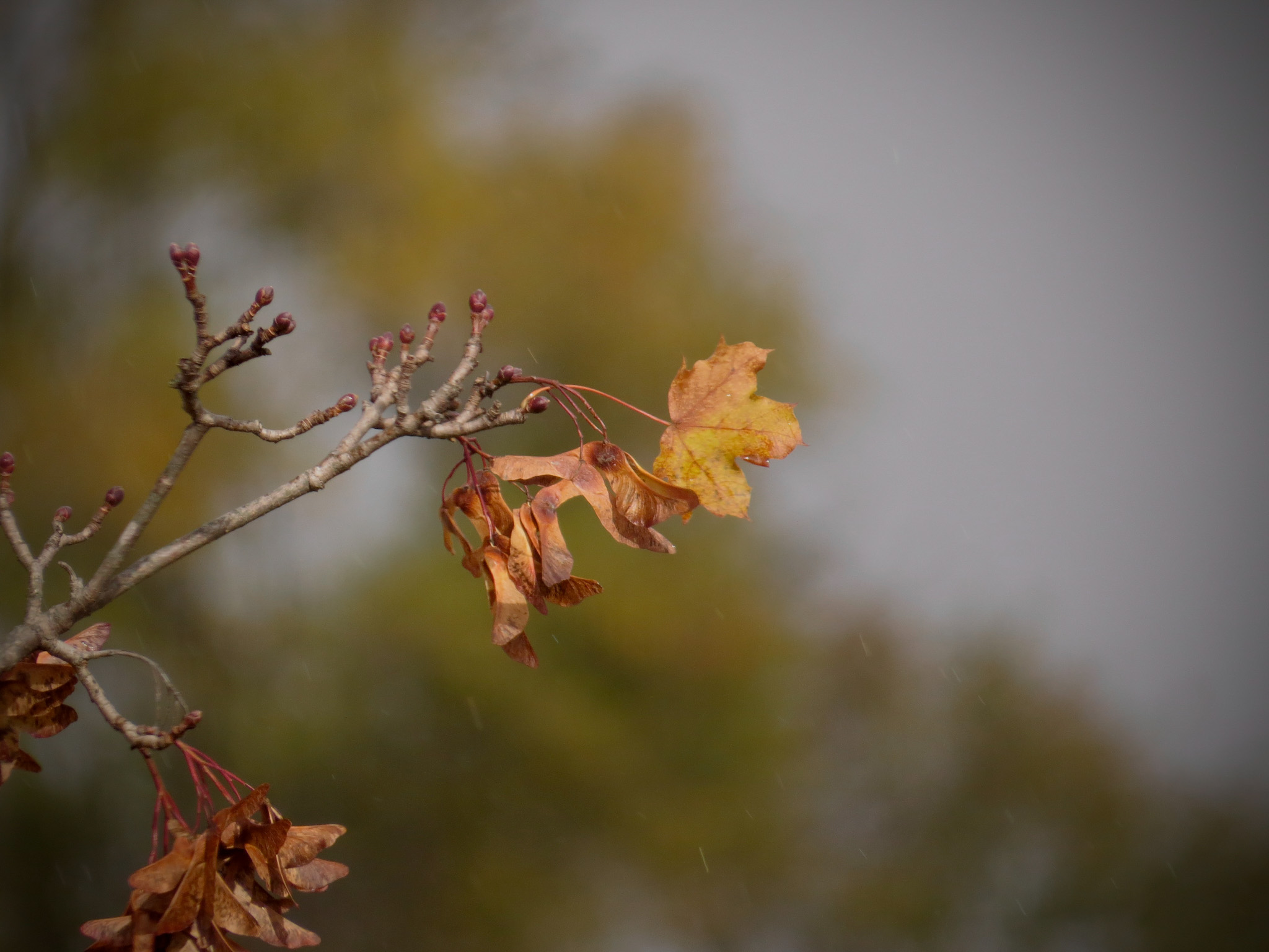 autumn leaves